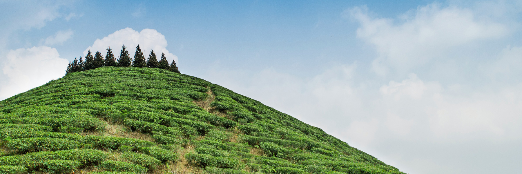 darjeeling aop himalaya