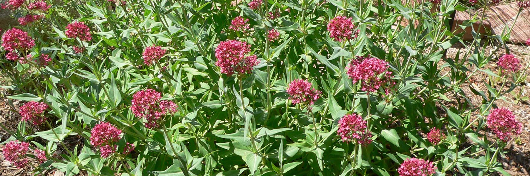 La fleur de valériane pour dormir