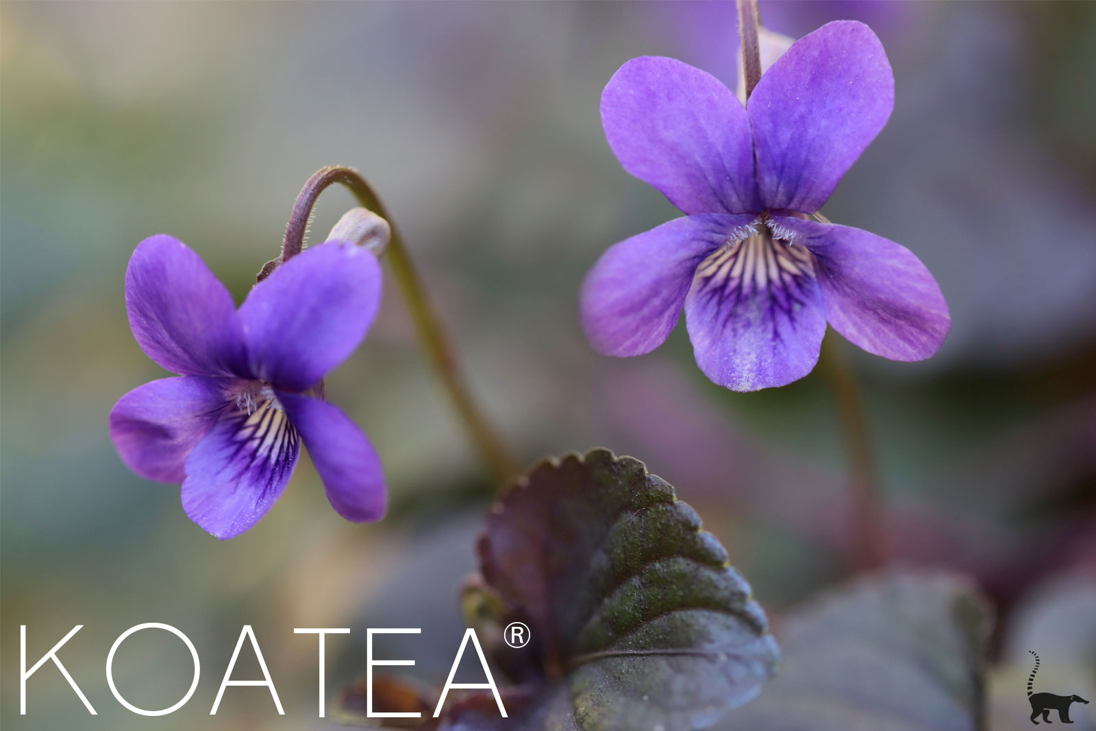 Violettes sauvages en fleur