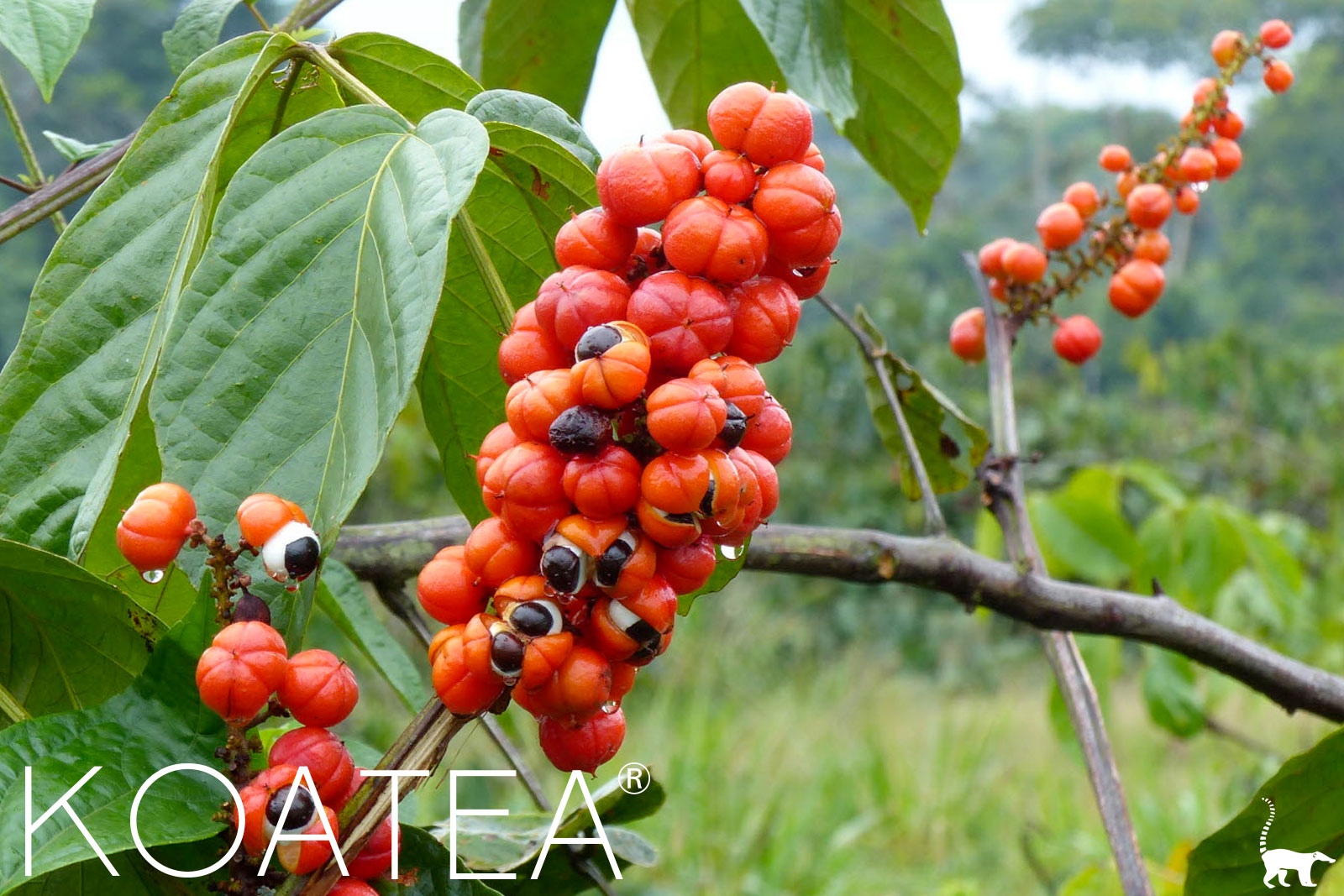 Baies rouges de guarana