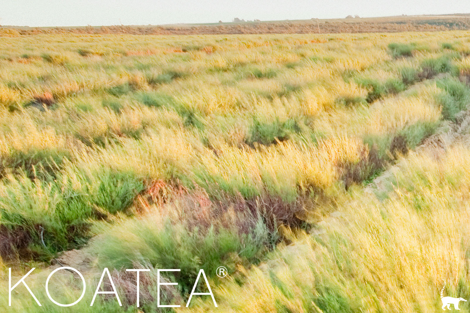 Champ de Rooibos