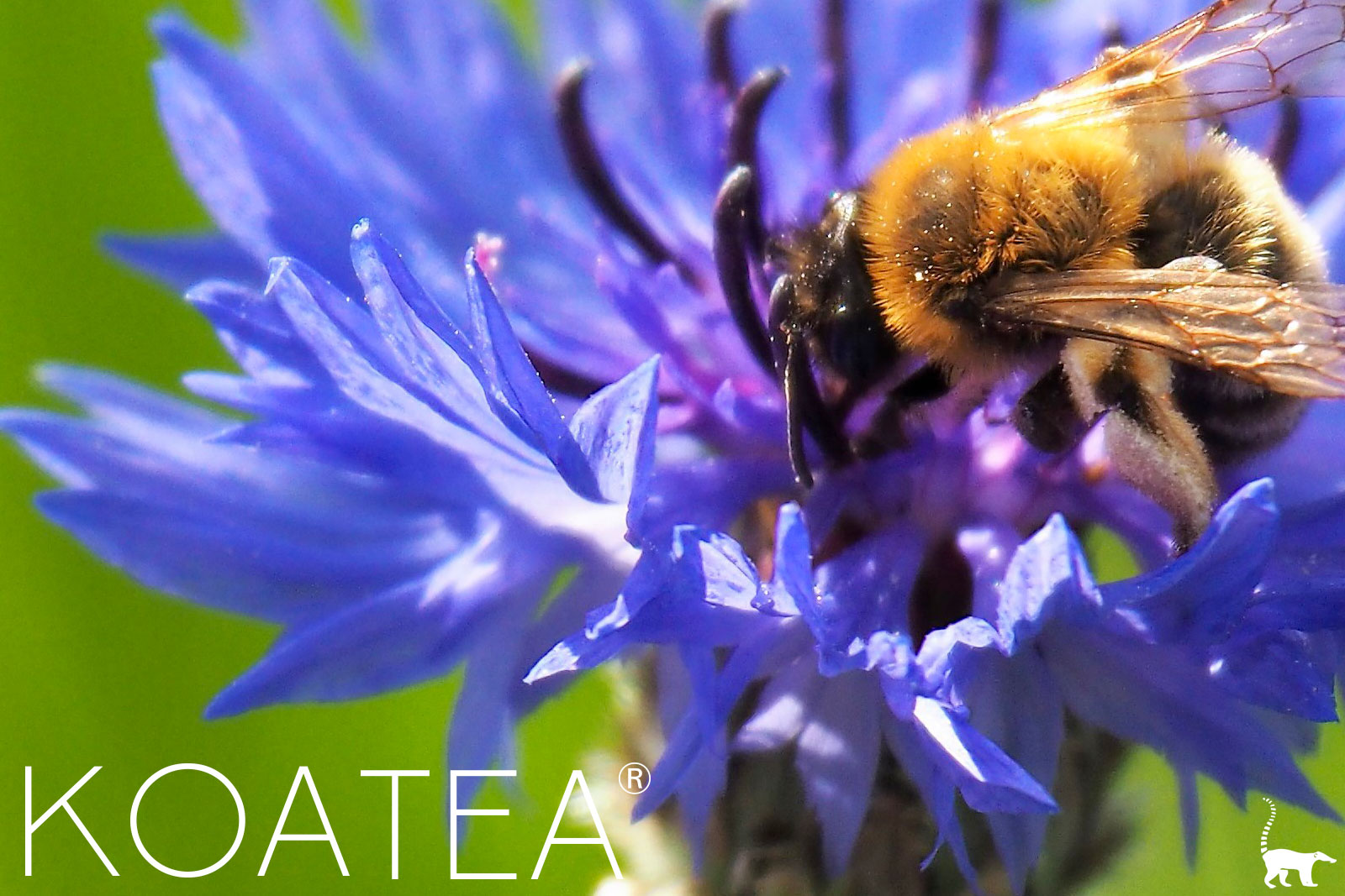 Abeilles butinant des fleurs de bleuets