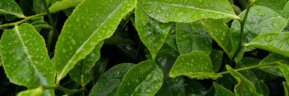 feuilles de thé vert